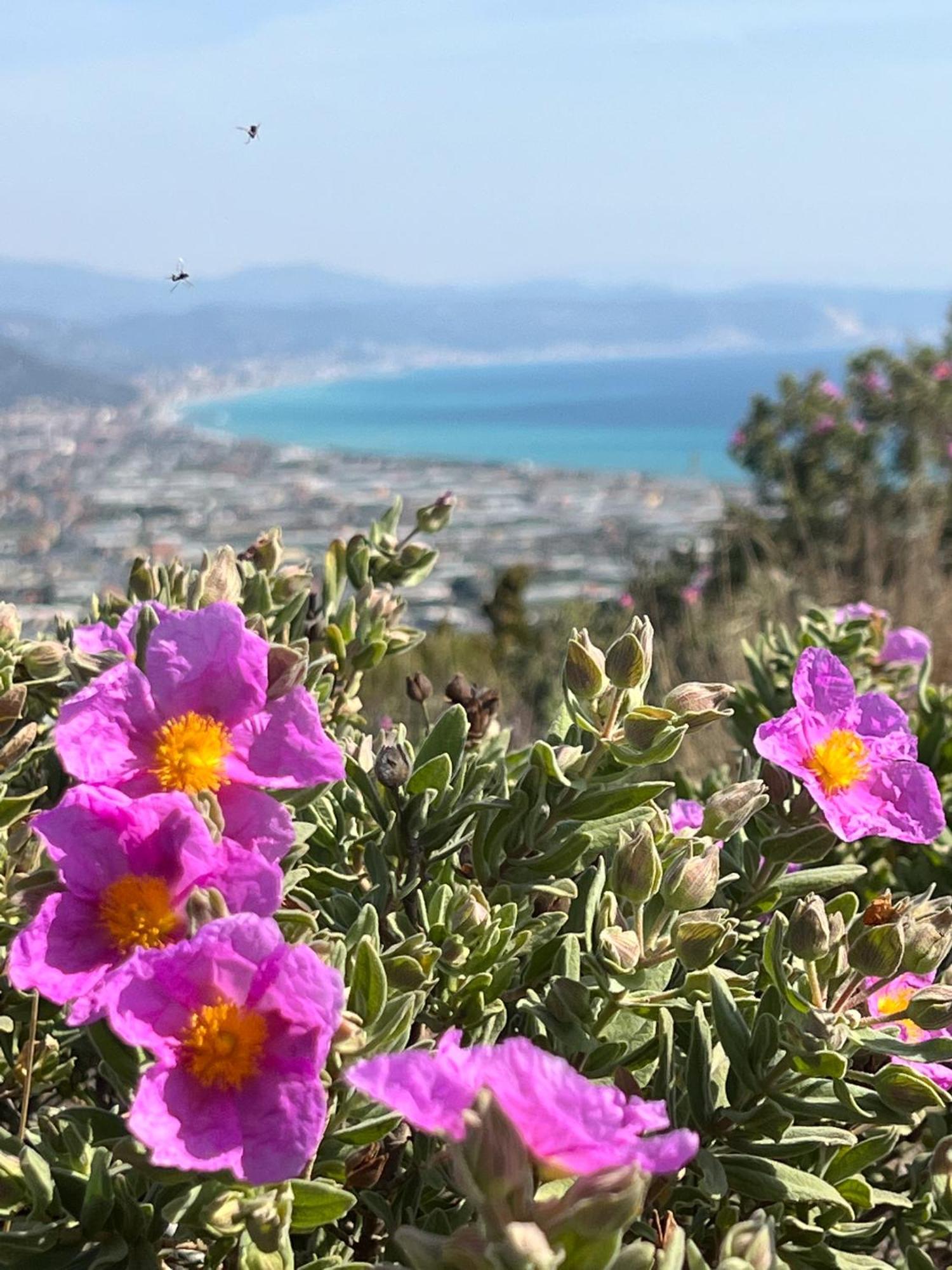 Ines Rivieraholiday Αλμπένγκα Εξωτερικό φωτογραφία